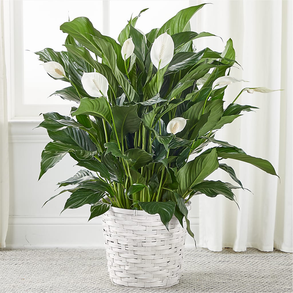 daniel peace lily A New Leaf Peace Lily–Danyra's Flowers